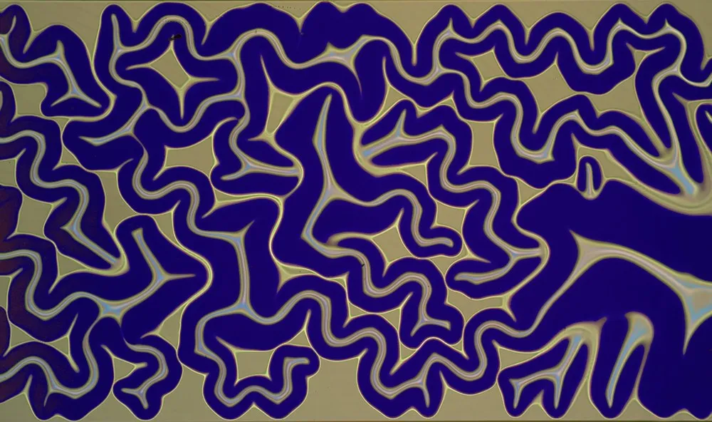 Nikon Small World Photomicrography Competition 2013