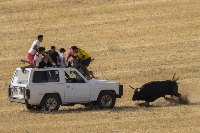 A bull chases revelers during a running of the bull festival in the village of Atanzon, central Spain, Monday, August 29, 2022. The deaths of eight people and the injury of hundreds more after being gored by bulls or calves have put Spain’s immensely popular town summer festivals under scrutiny by politicians and animal rights groups. There were no fatalities or injuries in Atanzon. (Photo by Bernat Armangue/AP Photo)
