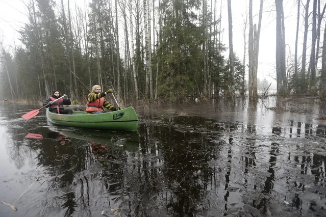 People canoe through a flooded forest in Soomaa national park, Estonia, February 7, 2016. (Photo by Ints Kalnins/Reuters)