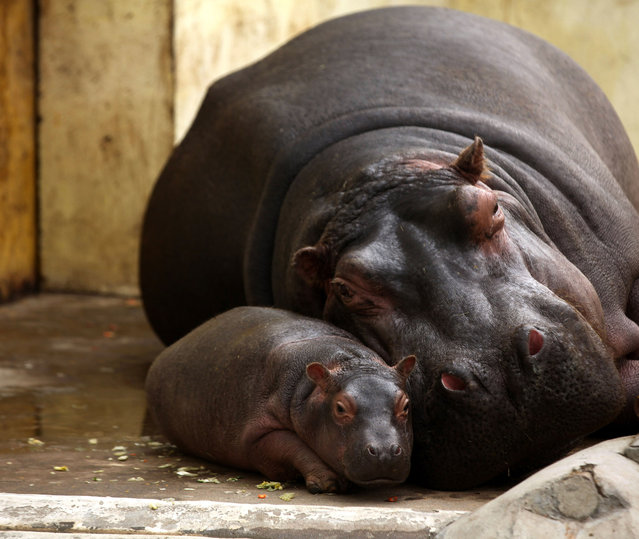 A one-month-old hippopotamus cub lies beside its mother at a zoo in Jinan, capital of east Chinas Shandong Province, March 31, 2015. (Photo by Caters News/Xinhua)