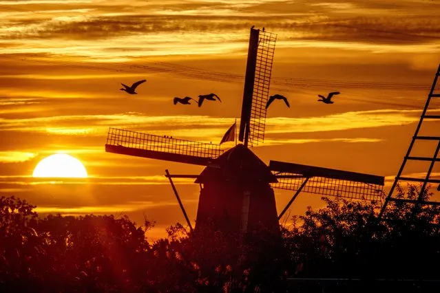 Geese fly by a wind pump in Kinderdijk, Netherlands, Monday, August 14, 2023. About a third of the country is below sea level and wind pumps prevent regions from being flooded. (Photo by Michael Probst/AP Photo)