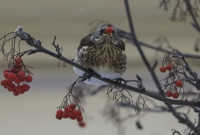 A bird eats an ashberry on a cold winter day in central Lviv, Ukraine January 6, 2017. (Photo by Gleb Garanich/Reuters)
