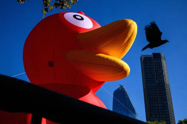 A giant inflatable duck, promoting a food delivery service, is seen in the Southbank area on October 18, 2022 in London, England. (Photo by Leon Neal/Getty Images)