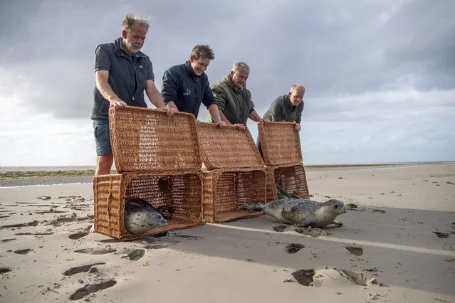 Seals crawl into the water from the eastern tip of the island of Juist, Germany. Friday, August 13, 2021. The three young seals “Max”, “Martin” and “Sixtyfour” were released back into the wild by the seal breeding station in Norddeich. (Photo by Sina Schuldt/dpa via AP Photo)