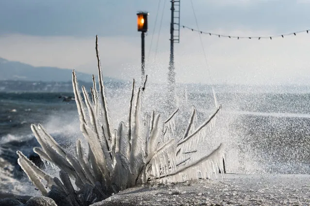 A shrub is covered in ice after the strong wind at Lake Leman in Versoix, Geneva, Switzerland, 17 January 2017. (Photo by Jean-Christophe Bott/EPA)