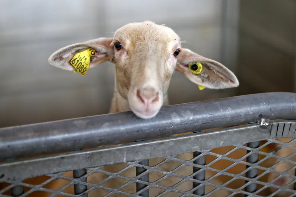 International Agricultural Show in Paris