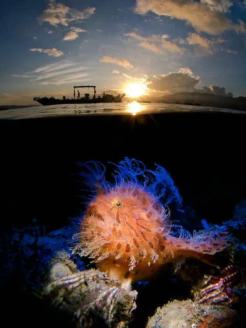 Compact category winner. Hairy in the Sunrise by Enrico Somogyi (Germany) in Ambon, Indonesia. “I woke up early in the morning to get a half-and-half shoot with a fishing boat and the sunrise. This was the first picture. The second picture with the Hairy Frogfish I take on Laha 1. To get the two pictures together I was using the double-exposure setting in the camera”. (Photo by Enrico Somogyi/Underwater Photographer of the Year 2019)