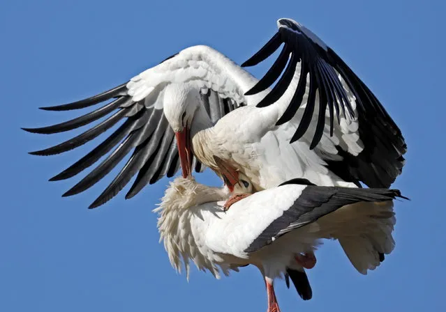 White storks (Ciconia ciconia) flap their wings during their courtship in Biebesheim, Germany, 26 February 2019. The courtship of the white storks begins in late February. (Photo by Ronald Wittek/EPA/EFE)
