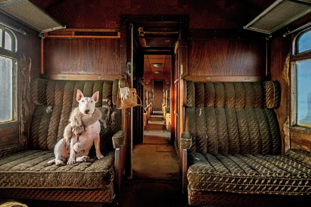 “Orient Express”. “My bull terrier Claire photographed in an abandoned train, one of a series that I am currently working on. The series is called “Leave Only Pawprints: Urbex Adventures With My Bull Terrier Claire”. (Photo by Alice van Kempen/Smithsonian Photo Contest)