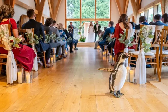 The penguin, Pringle, down the aisle on Jen and Tom's wedding day. Ring-bearer penguin shocks wedding guests as he waddles down aisle for couple's big day on February 8, 2024 in Bridgnorth, England. (Photo by Jam Press/Alex Ford Wedding Photography)