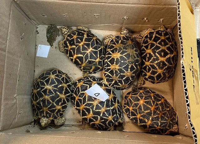 This handout photo taken on February 17, 2024 and released on February 19 by Thailand's Customs Department shows star tortoises in a cardboard box that were rescued after being found in the luggage of a man travelling to Mongolia, at Suvarnabhumi International Airport in Bangkok. A Mongolian man has been arrested at Thailand's main airport for allegedly trying to smuggle komodo dragons, pythons, tortoises and 24 live fish out of the country, authorities said on February 19, 2024. (Photo by Thailand's Customs Department/Handout via AFP Photo)