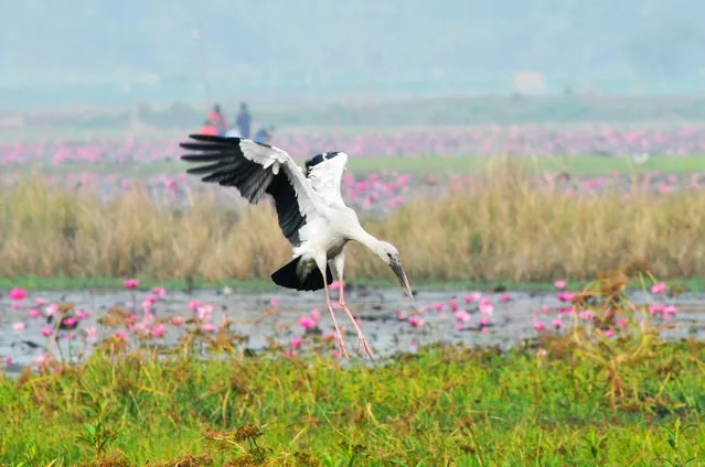 An openbill stork comes in to land at a wetland near Sylhet, Bangladesh on February 3, 2024. (Photo by Md Rafayat Haque Khan/ Eyepix Group/Rex Features/Shutterstock)