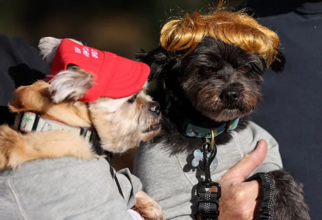 Dogs Zoey and Eugene, dressed in a Keep America Great Again hat and a Donald Trump wig, are seen outside a rally for Republican presidential candidate Nikki Haley at Coastal Carolina University on Sunday, January 28, 2024 in Conway, S.C. The South Carolina Republican presidential primary is being held February 24. (Photo by Sam Wolfe for The Washington Post)