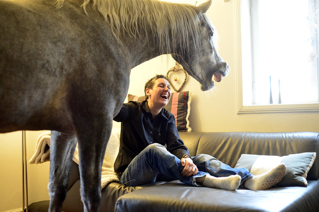Nasar, an Arabian horse, stands in the living room of doctor Stephanie Arndt at her home on February 19, 2014 in Holt, Germany. (Photo by Patrick Lux/Getty Images)