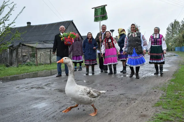 A goose walks on the road as Belarusian villagers take part in the Yurya religious rite to bring a good harvest in the village of Lutki, some 270 km south of Minsk, on May 6, 2019. (Photo by Sergei Gapon/AFP Photo)