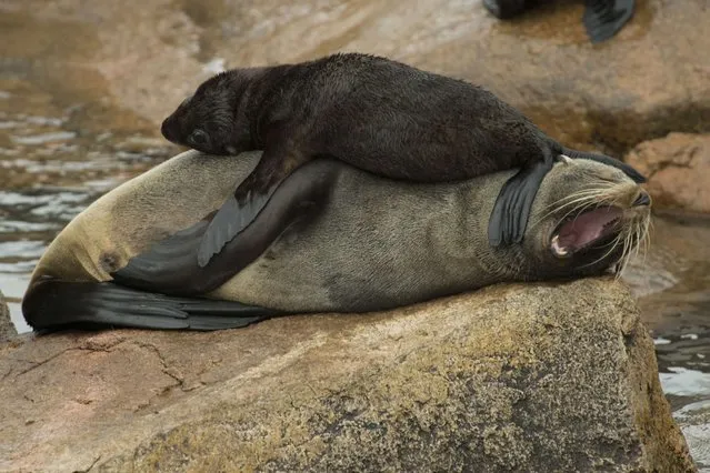 A fur seal pup is seen on top of its mother at Isla de Lobos, a small island located about 8 km off the coast of Punta del Este, 140 km east of Montevideo, on March 19, 2014. A slaughterhouse operated in the island until 1991, and since then is the main reserve in South America to fur seals (Arctocephalus australis) and sea lions (Otaria flavescens). (Photo by Pablo Porciuncula/AFP Photo)