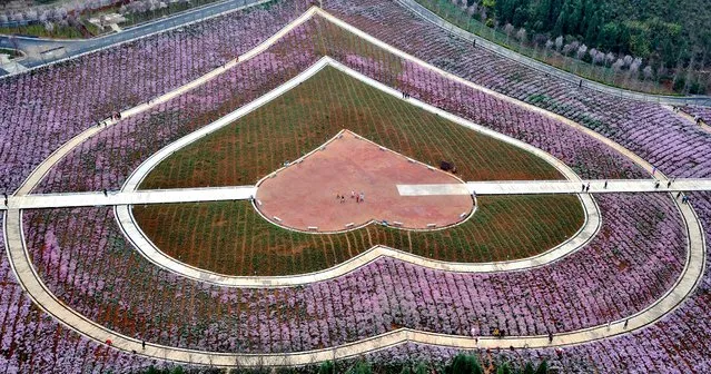 This photo taken on March 8, 2017 shows people visiting a flower park in Xingyi in southwest China's Guizhou province. (Photo by AFP Photo/Stringer)
