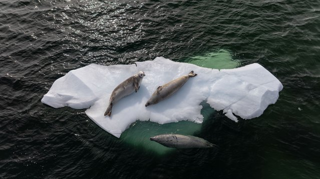 An aerial view of seals resting on an ice mass as Turkish scientists conduct a protection for the southern polar creatures, which are heavily affected by the consequences of global climate change, with the rules and observations they apply in their work in Antarctica on April 11, 2024. (Photo by Sebnem Coskun/Anadolu via Getty Images)