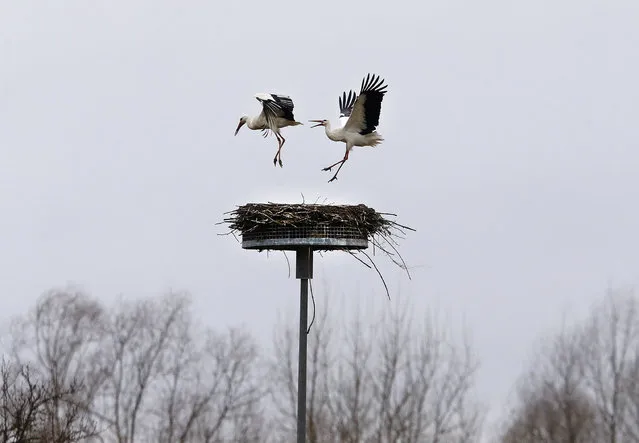 The stork at right chases away another stork from its nest  in Biebesheim, south of Frankfurt, Germany, Monday, March 6, 2017. About 30 storks in the area are now looking for the right partner and nest. (Photo by Michael Probst/AP Photo)