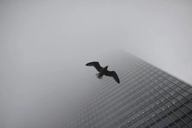 A seagull glides as fog engulfs the financial district of Canary Wharf in London, Britain, January 23, 2017. (Photo by Dylan Martinez/Reuters)