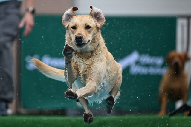A dog jumps into a pool at the “Dogs and Fun” fair at the Westfalenhallen congress centre in Dortmund, western Germany, on May 24, 2024. Until May 26, dog breeds and dog-related shows, activities and products will be presented during the fair at the Messe Dortmund event venue. (Photo by Ina Fassbender/AFP Photo)