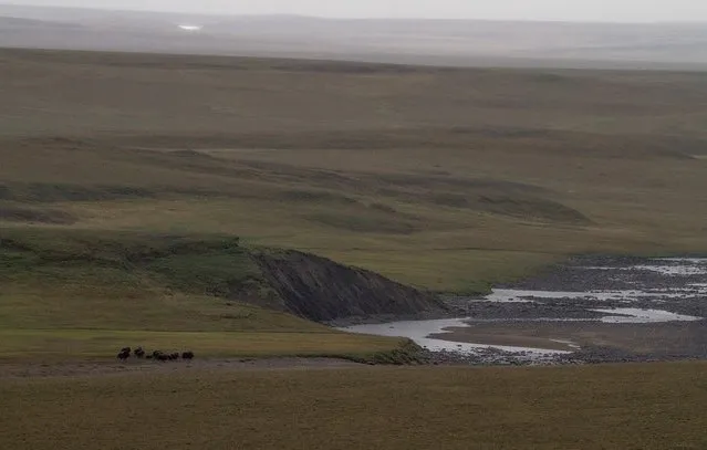 Wild Musk Oxen in Arctic Prairie in Russia