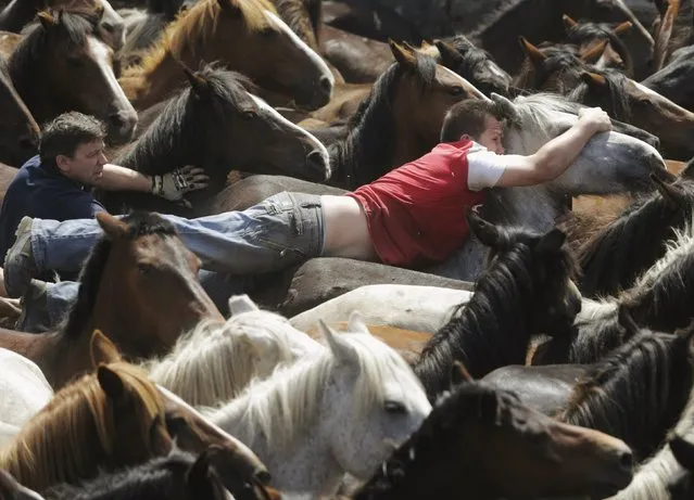 Revellers try to hold on to a wild horse during the “Rapa das Bestas” traditional event in the village of Sabucedo, northwestern Spain, July 5, 2015. On the first weekend of the month of July, hundreds of wild horses are rounded up, trimmed and groomed in different villages in the Spanish northwestern region of Galicia. (Photo by Miguel Vidal/Reuters)