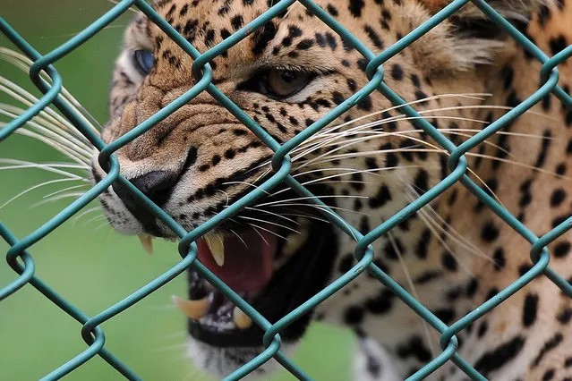 A Sri Lankan leopard snarls in his cage at a zoo in Dehiwala near Colombo on April 29, 2014. The Sri Lankan leopard is a leopard subspecies native to Sri Lanka. (Photo by Lakruwan Wanniarachchi/AFP Photo)