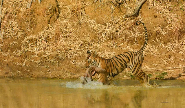 Playtime by Amogh Gaikwad in Tadoba tiger reserve, India. Shortlisted for young photographer of year: after capturing its dinner, this 15-month-old tiger cub decides to play with its dead prey. (Photo by Amogh Gaikwad/2019 Royal Society of Biology Photography Competition)