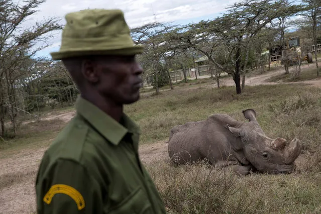 A warden guards Sudan, the last surviving male northern white rhino, at the Ol Pejeta Conservancy in Laikipia national park, Kenya May 3, 2017. (Photo by Baz Ratner/Reuters)