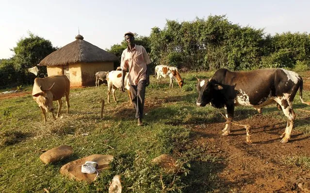 John Okoth, a 64-year-old herdsman and a farmer, tends to his cattle at his homestead in Kogelo, west of Kenya's capital Nairobi, July 14, 2015. Okoth said he had met U.S. President Obama and his father, Barack Obama senior, and that they are “great people with lots of charisma”. “Obama's presidency has helped our village get good roads, electricity and global recognition”, he added. (Photo by Thomas Mukoya/Reuters)