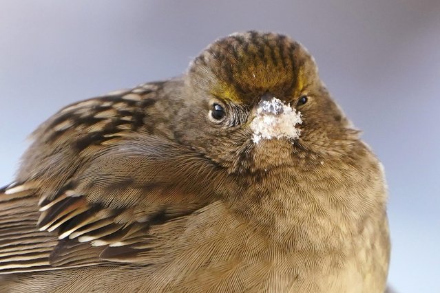 Snow covers the beak of a pine siskin, with its feathers puffed-up in the single digit morning cold, after digging seeds up through snow, Monday, December 27, 2021, in Bellingham, Wash. (Photo by Elaine Thompson/AP Photo)