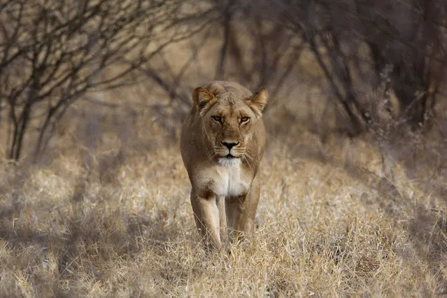 “Killing Beauty”. Beautiful lioness hunt. Photo location: Botswana, North Kalahari. (Photo and caption by Julia Gordonova/National Geographic Photo Contest)