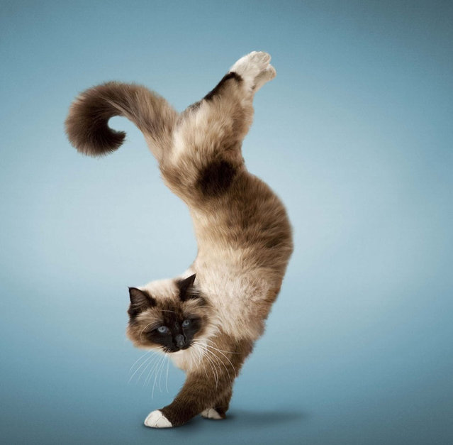 Yoga Cats By Daniel Borris