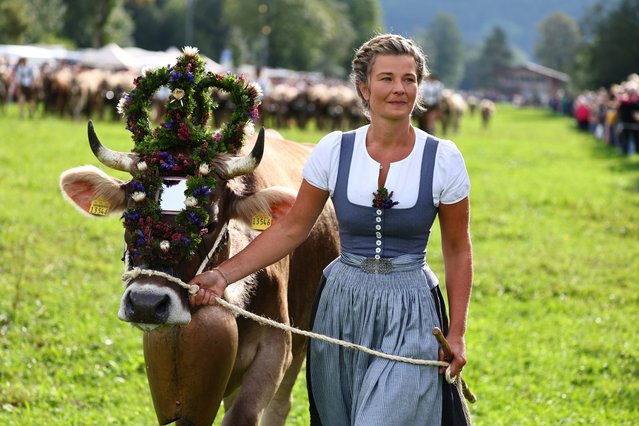 A farmer leads cows back into the valleys during the traditional Viehscheid festival in Bad Hindelang, Germany, 11 September 2024. Viehscheid and Almabtrieb are the names of the annual festival which takes place at the end of summer. During the festival the farmers lead their cattle from the mountain pastures to bring them back to the valleys. (Photo by Anna Szilagyi/EPA/EFE)