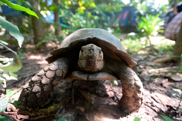 In this picture taken on October 12, 2019, an Asian giant tortoise is pictured at the Turtle Conservation Centre at a forest reserve in Rajendrapur, some 40 kilometres (25 miles) north of capital Dhaka. The newly hatched tortoises take their first steps in a small box, their feet barely visible under bony shells. These little giants – among 41 babies born to several Asian Forest Tortoises brought together at a conservation park in Bangladesh – carry the weight of their species on their backs. (Photo by Munir Uz Zaman/AFP Photo)