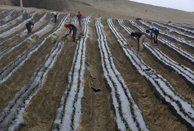 Farmworkers work at a strawberry field at a farm in Huaral on the outskirts of Lima, Peru, August 5, 2015. Farmers in northern Lima use pressurized irrigation and plastic wraps for efficient production of strawberries in a coastal area with little water, according to local media. (Photo by Mariana Bazo/Reuters)