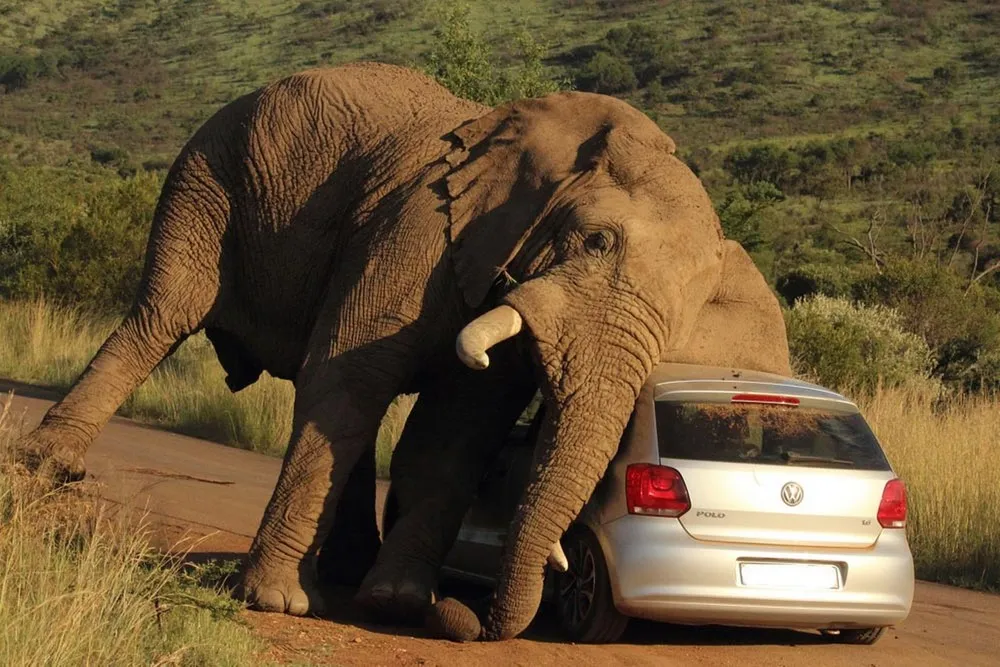 Elephant vs Car