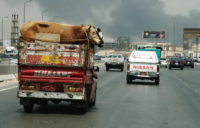 A truck loaded with cows is driven to the slaughterhouse during the holy month of Ramadan in Cairo, Egypt June 8, 2016. (Photo by Amr Abdallah Dalsh/Reuters)