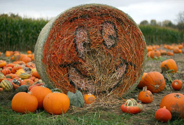 A hay bale in a pumpkin field at Foxes Farm in Essex, Colchester, England on October 16, 2017. (Photo by Hannah Mckay/Reuters)