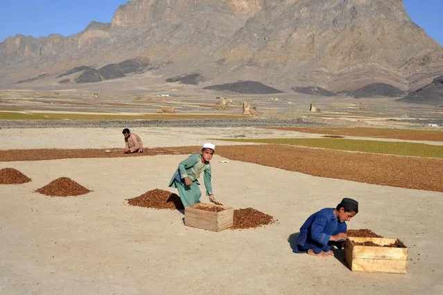 Afghan men pick harvested raisins at a field in Panjwai district of Kandahar on September 6, 2022. (Photo by Javed Tanveer/AFP Photo)
