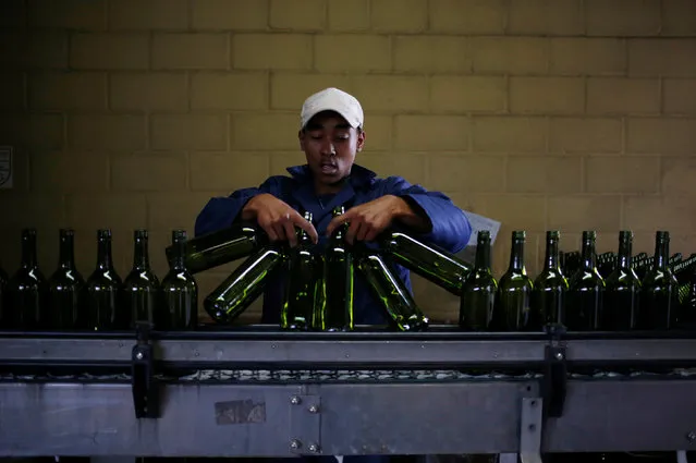 A worker loads wine bottles onto a conveyer belt at the Rostberg bottling plant near Cape Town, South Africa on November 29, 2012. (Photo by Mike Hutchings/Reuters)