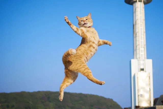 Using his own rapid-fire reactions, Hisakata Hiroyuki photographs the lovable cats flying through the air, their legs and paws outstretched, like something out of an action movie. (Photo by Hisakata Hiroyuki/Caters News Agency)