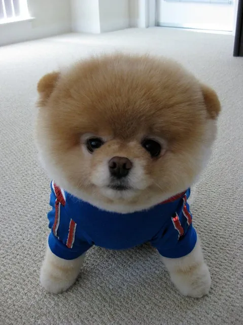 Meet Boo - The World's Cutest Dog