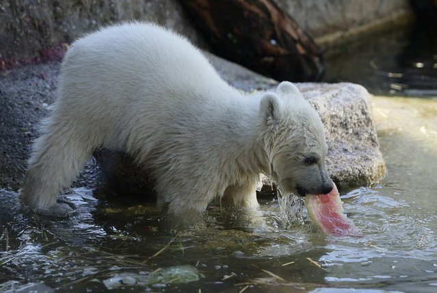 Polar bear cub Mika eats melon in their enclosure at Karlsruhe Zoo, in Karlsruhe, Germany, 18 March 2025. Polar bear Mika was born on 02 November 2024. (Photo by Ronald Wittek/EPA/EFE)