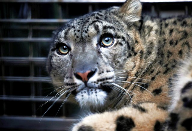 A snow leopard looks on from an inside of a cage, after being captured from the southern plains of Nepal and brought to the central zoo, which wildlife experts say is rare for the animal that is found in the higher altitude, in Kathmandu, Nepal on January 26, 2024. Snow leopards are typically found at elevations of 2500m above sea level, but this one was found hiding in a bamboo forest at just 150m, raising concerns as to why it was outside its normal territory. Authorities hope the leopard can be released back into the wild after it recovers. (Photo by Navesh Chitrakar/Reuters)