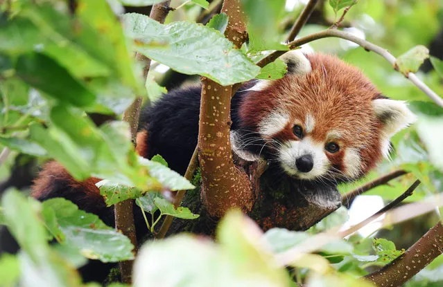 A red panda rests on the branch of a tree at the zoo in Pessac on September 19, 2015. Since 2010 September 19 has been marked as World Red Panda day, to highlight the need for conservation of the endangered species. (Photo by Mehdi Fedouach/AFP Photo)