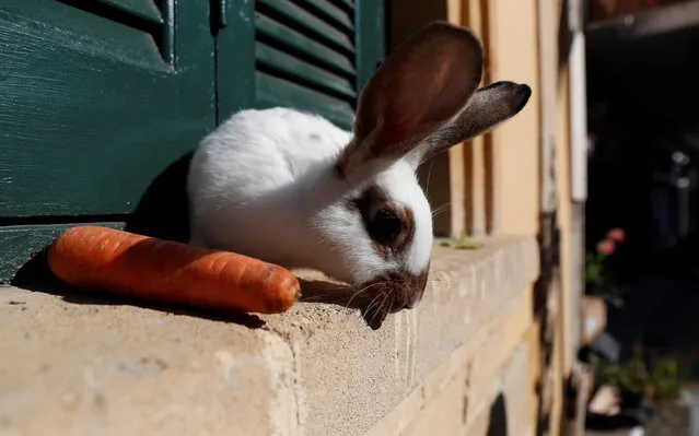 A pet rabbit enjoys the sunshine on a window sill in the old town of Nicosia, Cyprus, December 7, 2017. (Photo by Peter Cziborra/Reuters)