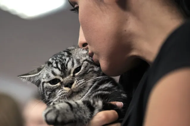 A British shorthair cat gets a kiss from it's owner during a competition in Bucharest, Romania, Saturday, September 26, 2015. (Photo by Vadim Ghirda/AP Photo)