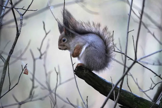 A squirrel sits on a tree branch on a cold windy day in a park in St. Petersburg, Russia, Thursday, November 17, 2022. (Photo by Dmitri Lovetsky/AP Photo)